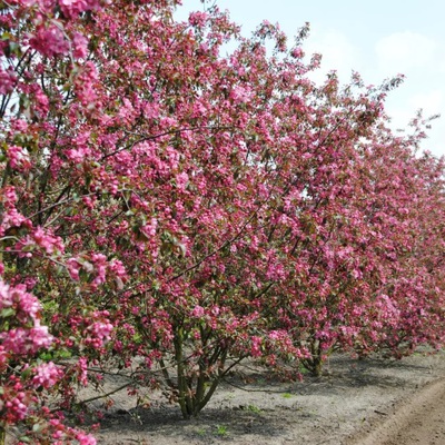 Яблоня декоративная Malus Mokum